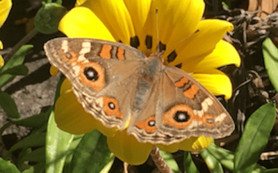 Following butterflies